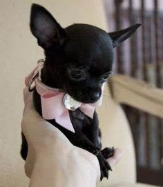 Chihuahua color negro