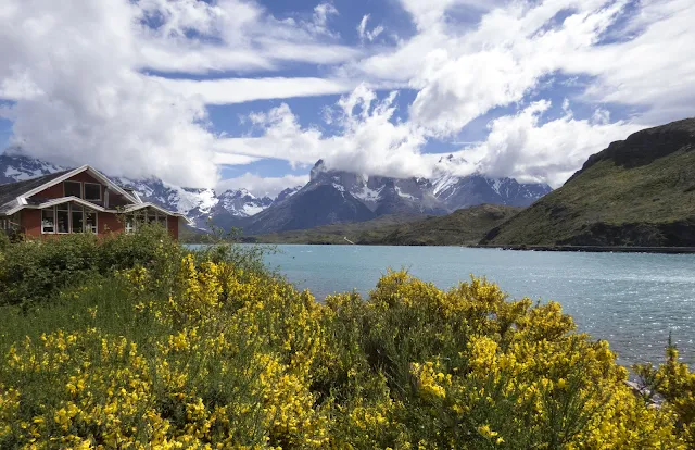 Yellow gorse and Hosteria Pehoe overlooking Lake Pehoe and mountains beyond in Torres del Paine National Park