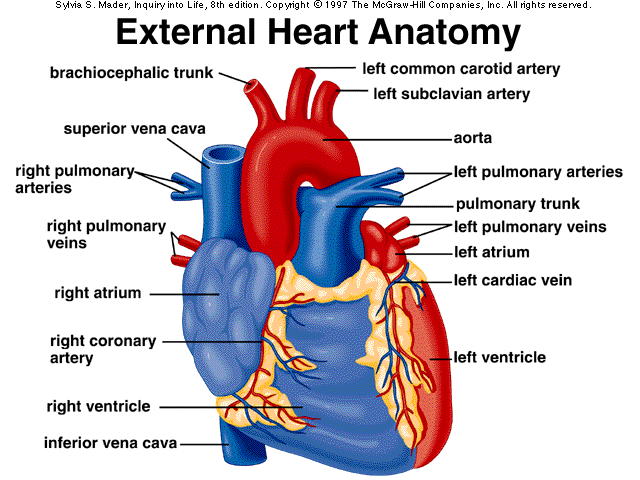 Dr.Y.M.Kadiyani: External Heart Anatomy