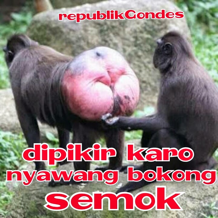 DP BBM Meme DewasaLucu 17+ boso jowo dipikir karo nyawang