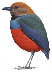 Laberinto en extinción Pitta de la Sangihe (Erythropitta caeruleitorques)