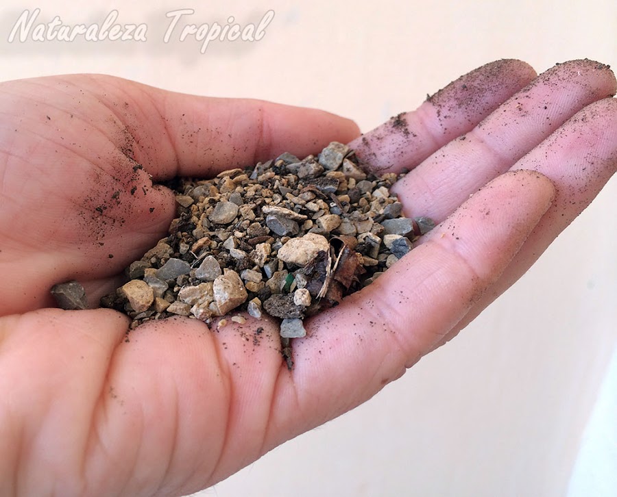 Elaborando nuestro propio sustrato para cactus