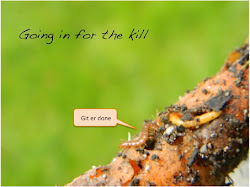 soil centipede wireworms insects gardens carrot attacking wireworm orange git er done
