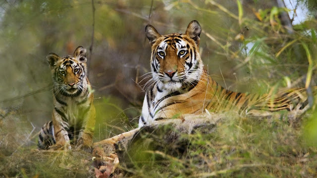 Tigers of Bandhavgarh