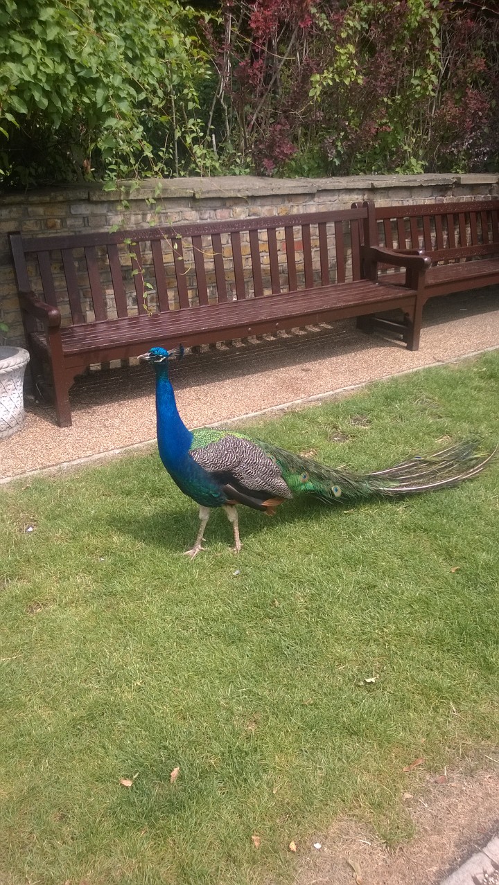 Peacocks And Pea Hens At Holland Park How Adorable? Peacocks And Pea Hens At Holland Park How Adorable?