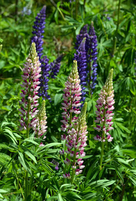 wild lupine flowers pink and purple
