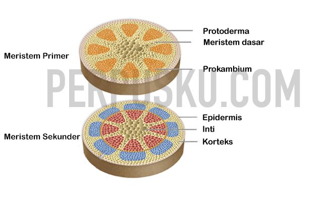 Healthy and Education Jaringan Pada Tumbuhan