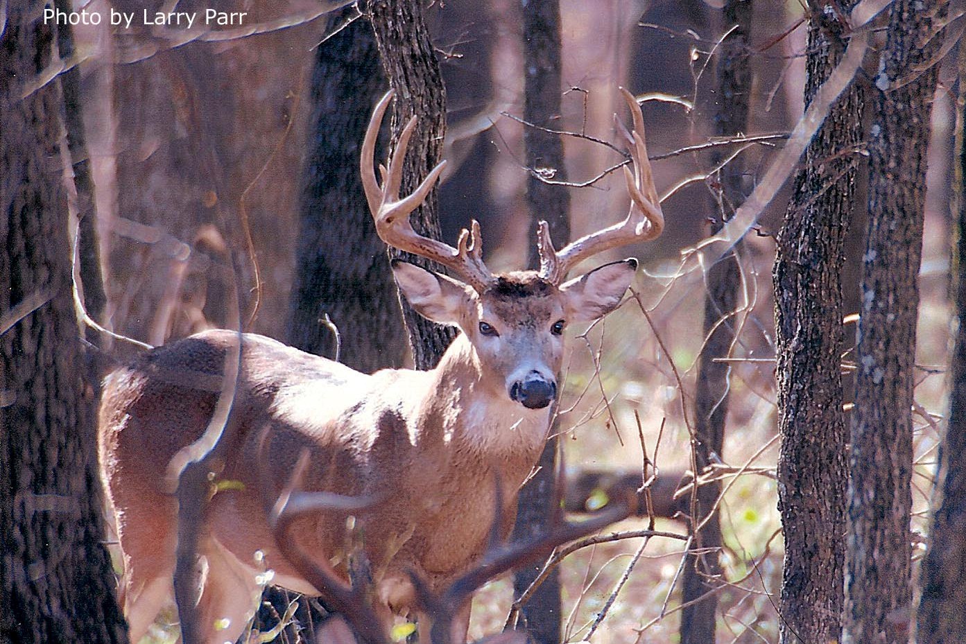 Friends of Hagerman National Wildlife Refuge: Deer at Hagerman NWR