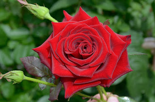 Black Magic сорт розы фото