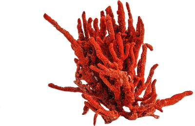 Corales y madréporas. Coral rojo.