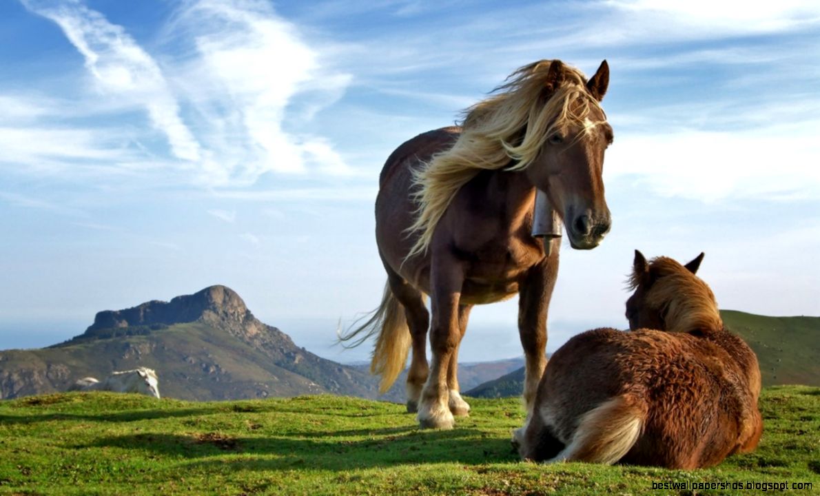 Horse Desktop Wallpaper Free   WallpaperSafari