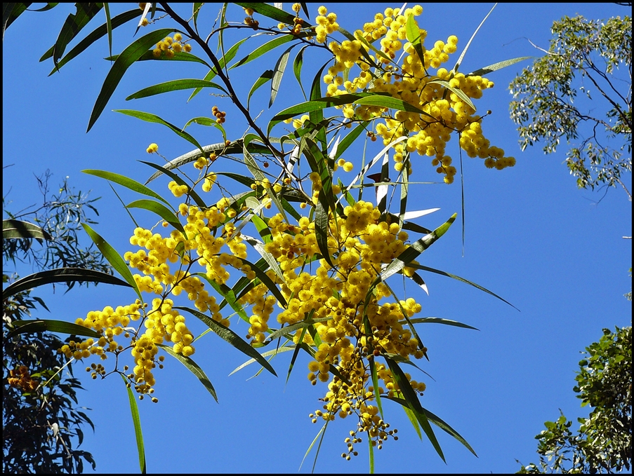 A Warm Slice of Brisbane... Golden Wattle
