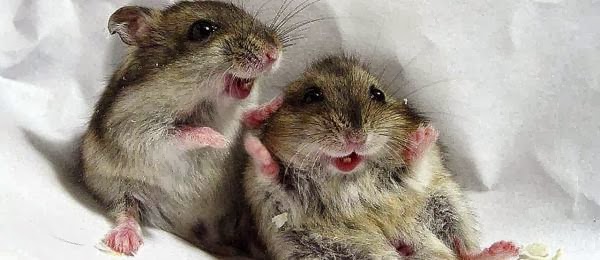 Funny Cute Mouse | Information & Latest Pictures | Funny And Cute Animals
