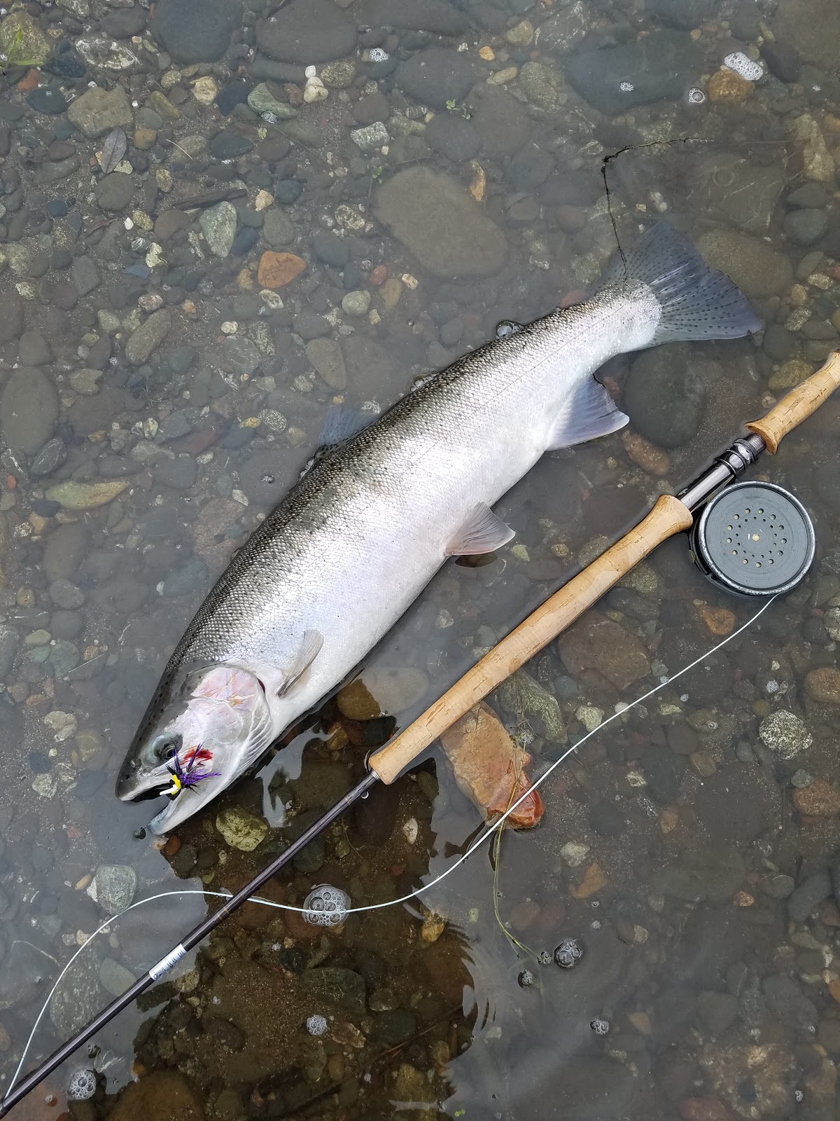 DRY LINE STEELHEAD OREGON Dry Fly Winter Steelhead