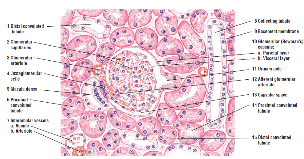 Histology Drawings: Urinary System