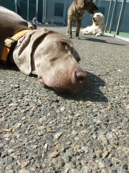 Basil & Daycare 17 Apart