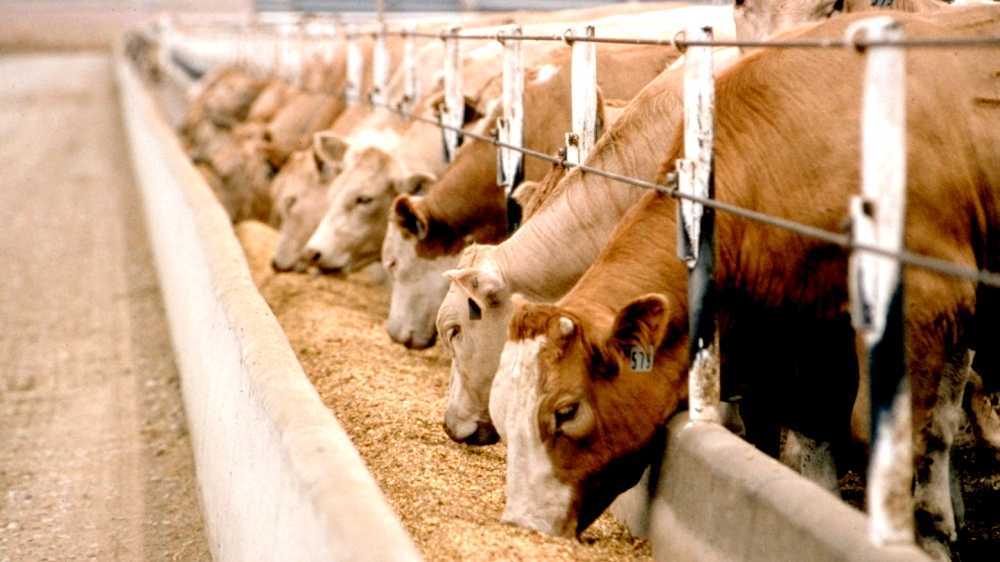 Cattle feeding