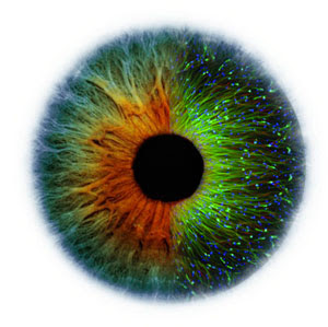 Eye grown from stem cells