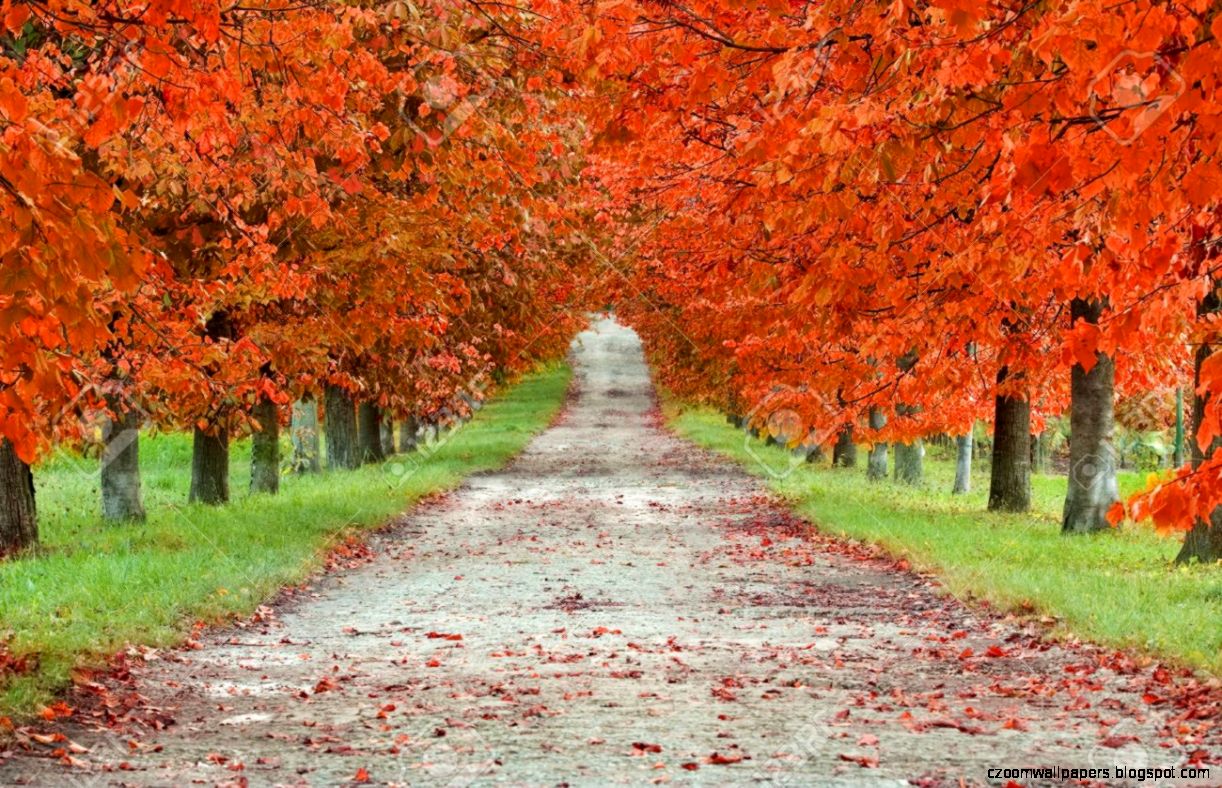 Autumn Boulevard