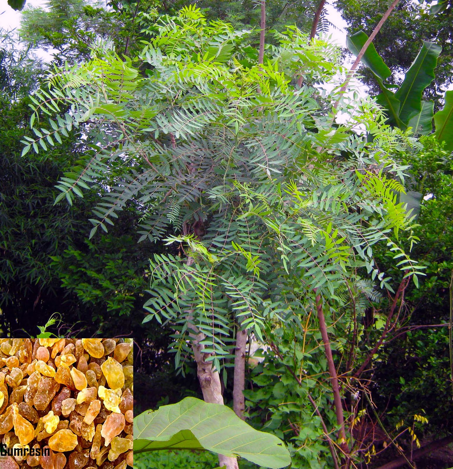 Indian Herbal Traditions Re Visited Gandhamardan Hill Range