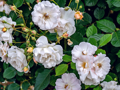 Rose garden_Ofuna Botanical Garden (Kamakura)