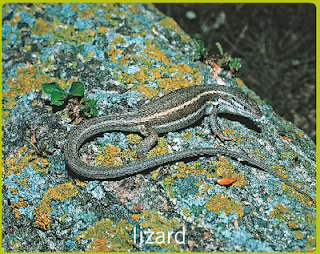 Mi primer año en Red XXI: VERTEBRATES - REPTILES (Unit 4 - Science Y5)