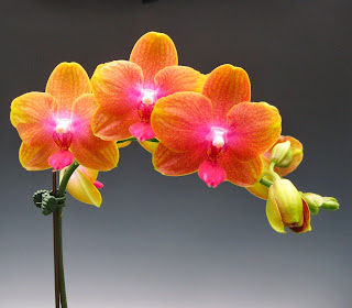 orchid flowers