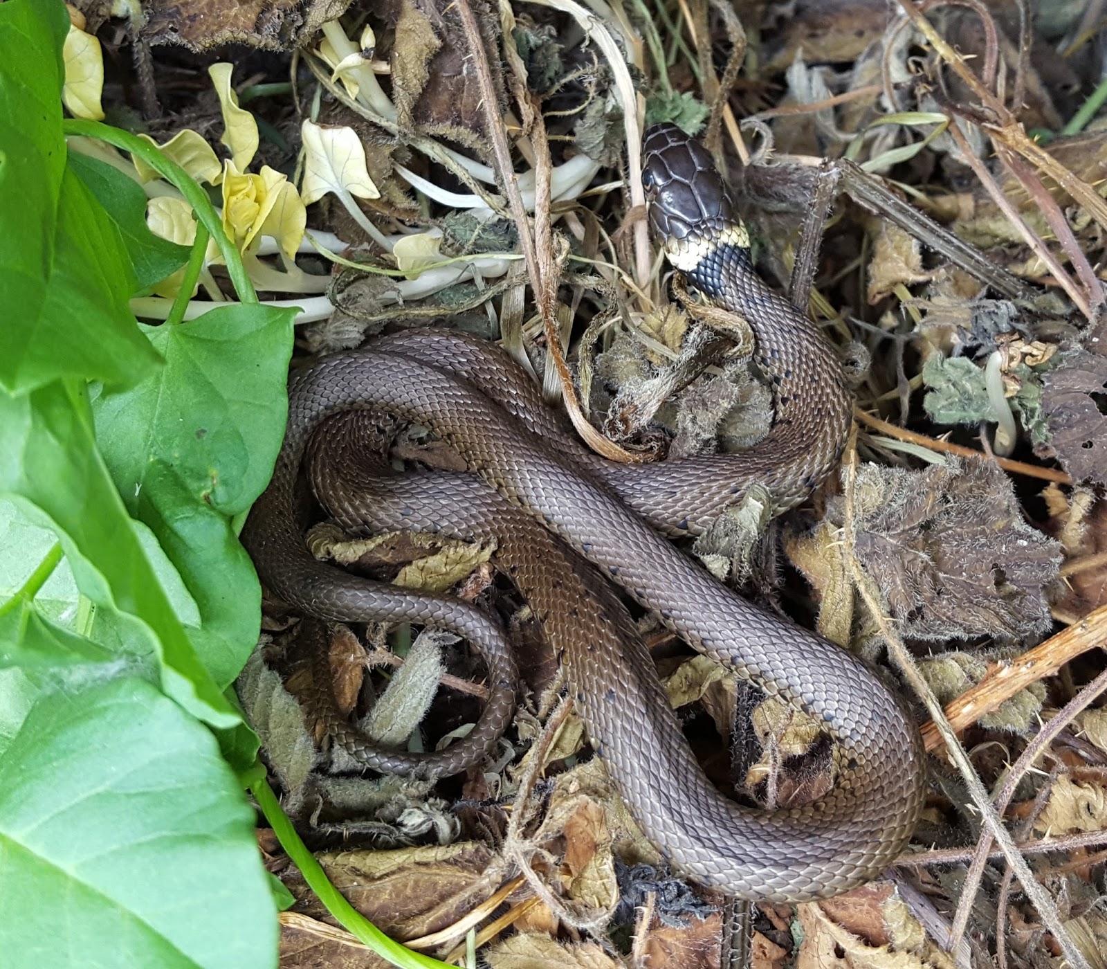 A Field Notebook Grass snake