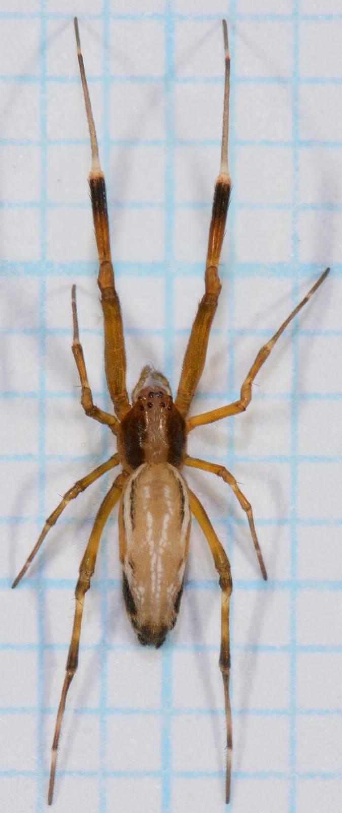 台灣蜘蛛圖片資料 黑斑渦蛛 Philoponella nigromaculata Yoshida, 1992