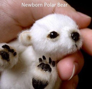 Newborn Polar Bear