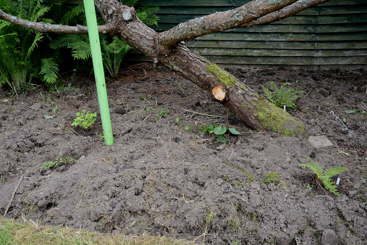 rohenäpp: Ringi ümber sõnajalgade