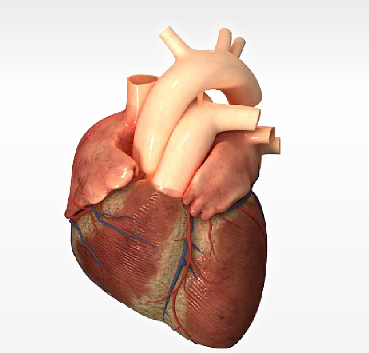 BLOG DEL ÁREA DE BIOLOGÍA Y GEOLOGÍA DE 3º: Anatomía del ...