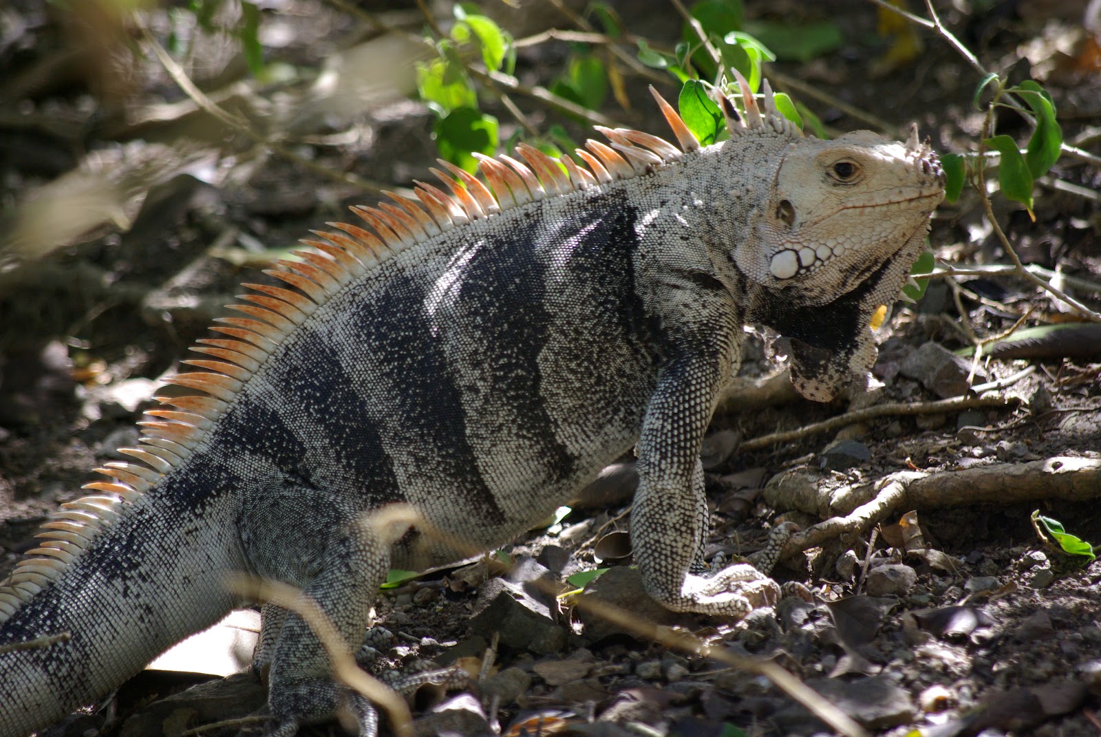 iguana di alam liar