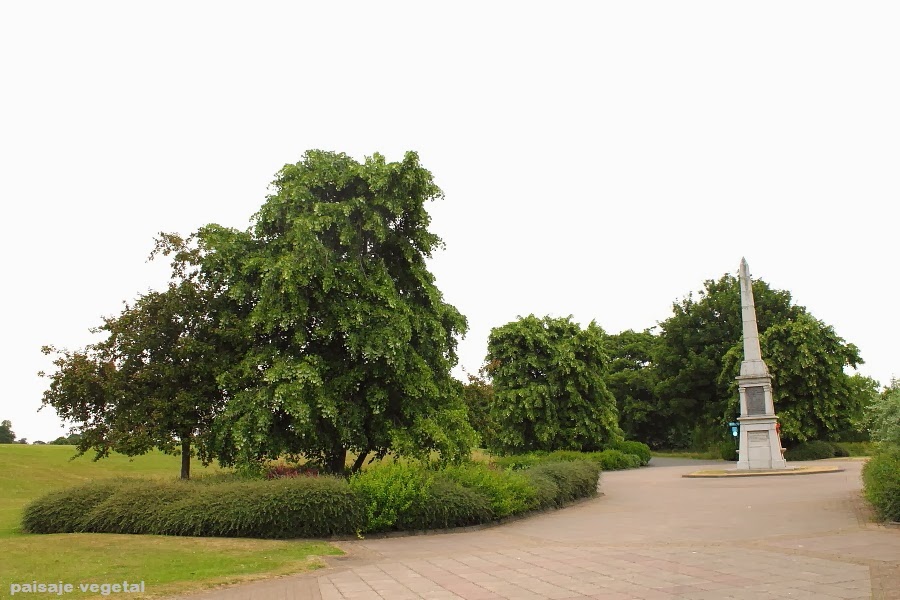 Paisaje vegetal: Escocia- Perth (IV)