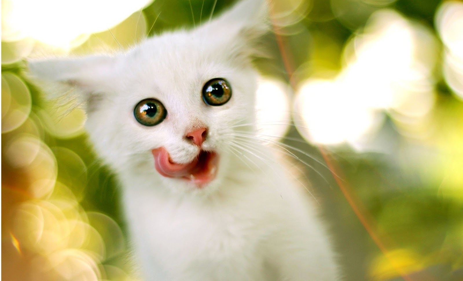 awiasih 10 Gambar Wallpaper Kucing manis  dan imut cute 