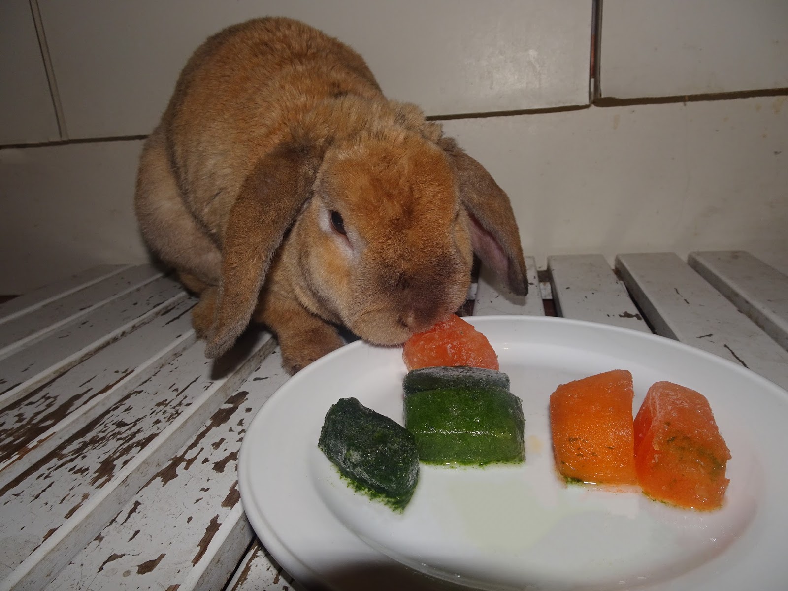 Rabbit Nibbles Fruity Ice Cubes