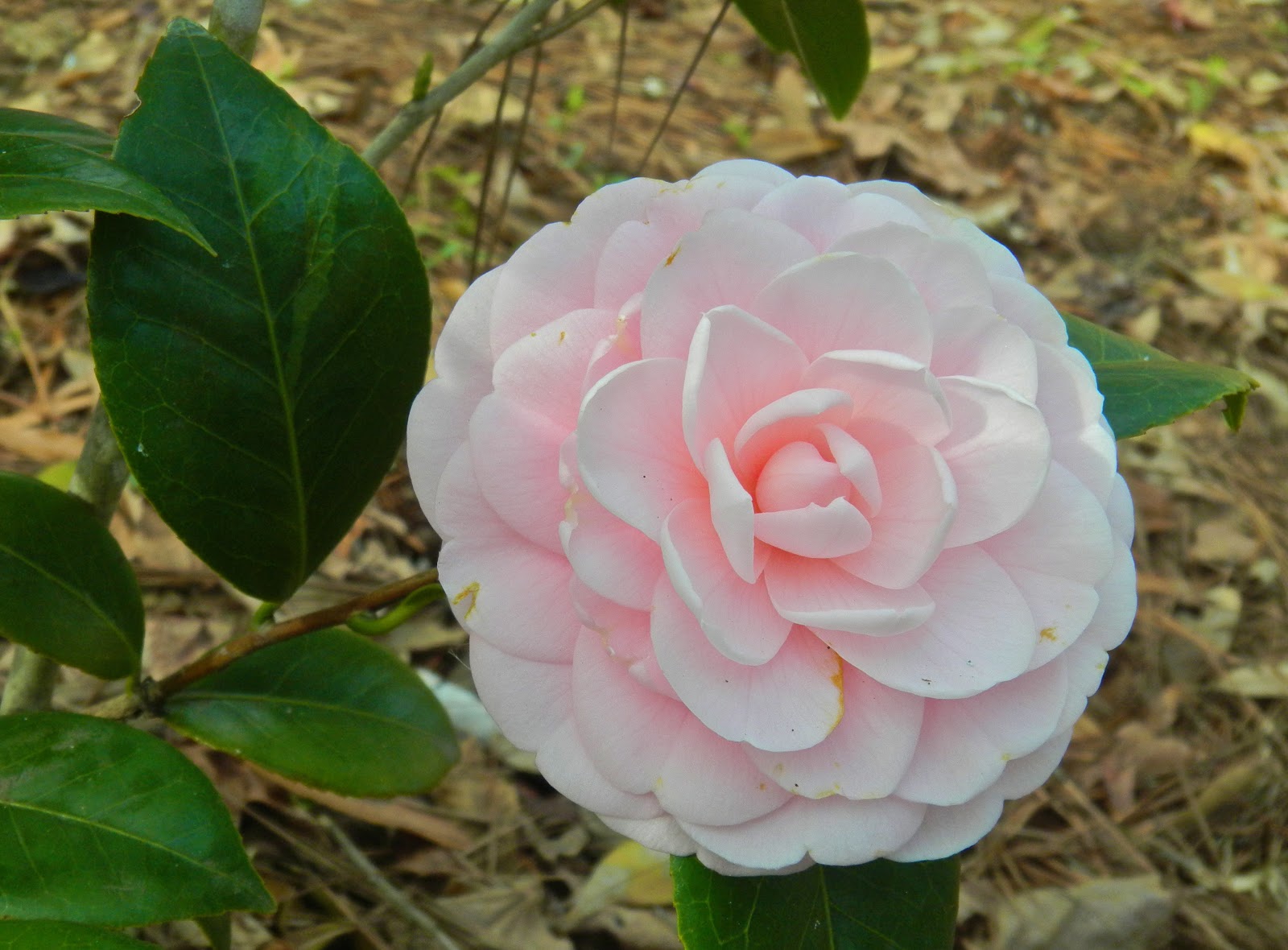 The Traveling Gardener Camellias in Bloom
