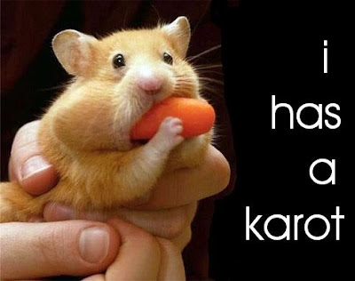 Funny Animals: Funny Hamster Pictures,Images