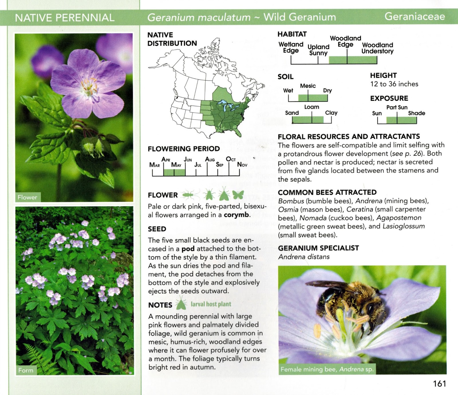 Using Native Plants Bee