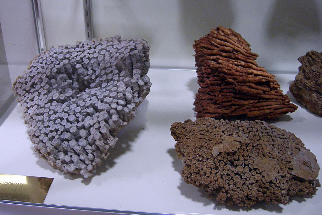 Louisville Fossils and Beyond Louisville Coral Fossil Exhibit