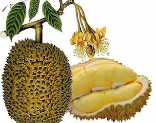http://selingankerja.blogspot.co.id/2016/02/manfaat-dan-khasiat-buah-durian-bagi.html