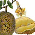 Kandungan Buah durian dan Manfaatnya bagi kesehatan