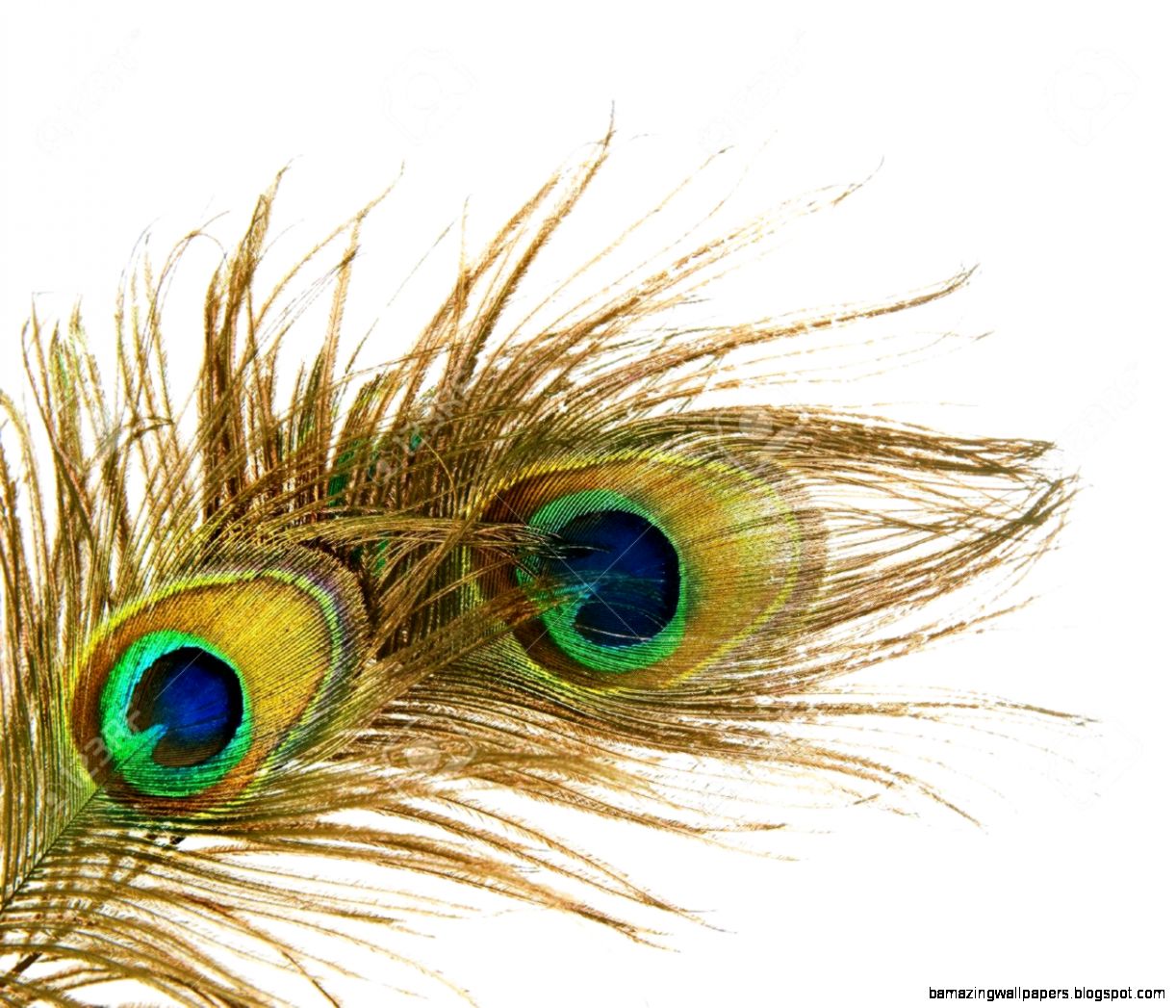 Peacock Feather Background Images Stock Pictures Royalty Free