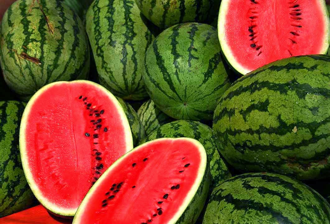 Watermelon farming an easy and highyielding agribusiness