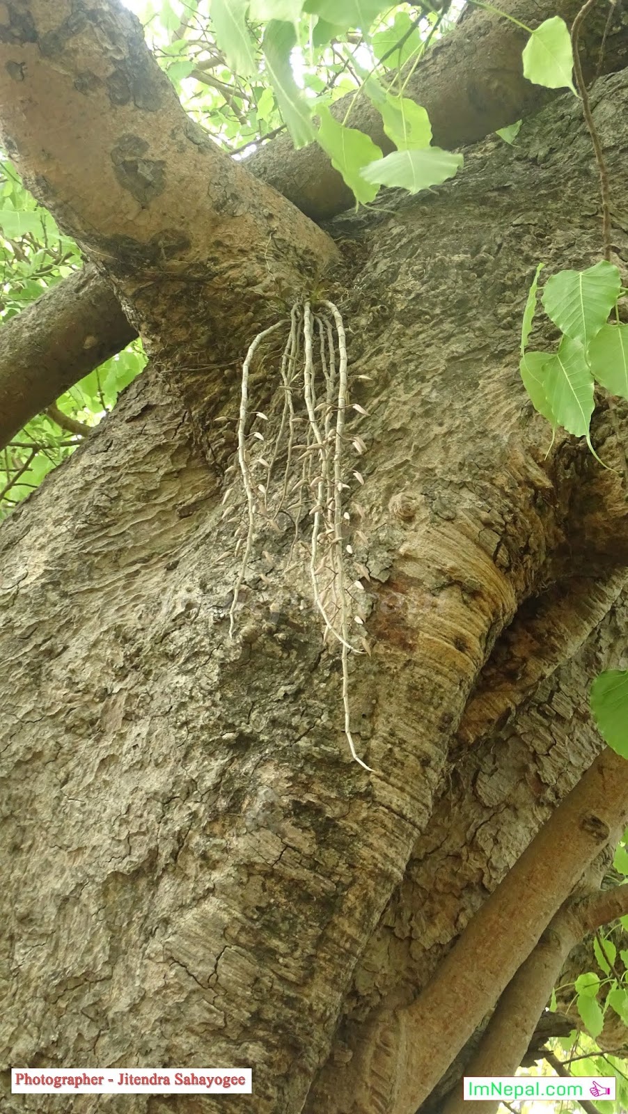 Images of Amazing Flowers in Ficus Religiosa Tree Bloomed Like Garland in Siraha, Nepal Images of Amazing Flowers in Ficus Religiosa Tree Bloomed Like Garland in Siraha, Nepal