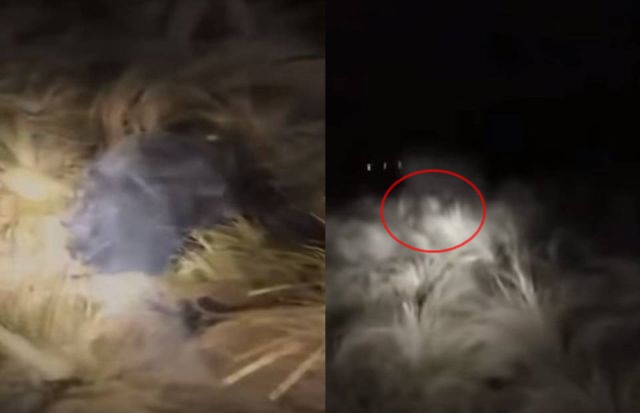 Security guard sees and films an "alien creature" in Argentina  Security%2BGuard%2BCreature%2BArgentina