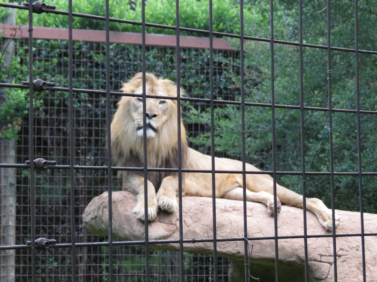 Our Family is Raised on Love Friday Fun The Greenville Zoo