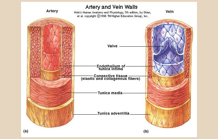 Perbedaan Pembuluh Vena Dan Arteri Yang Benar Adalah
