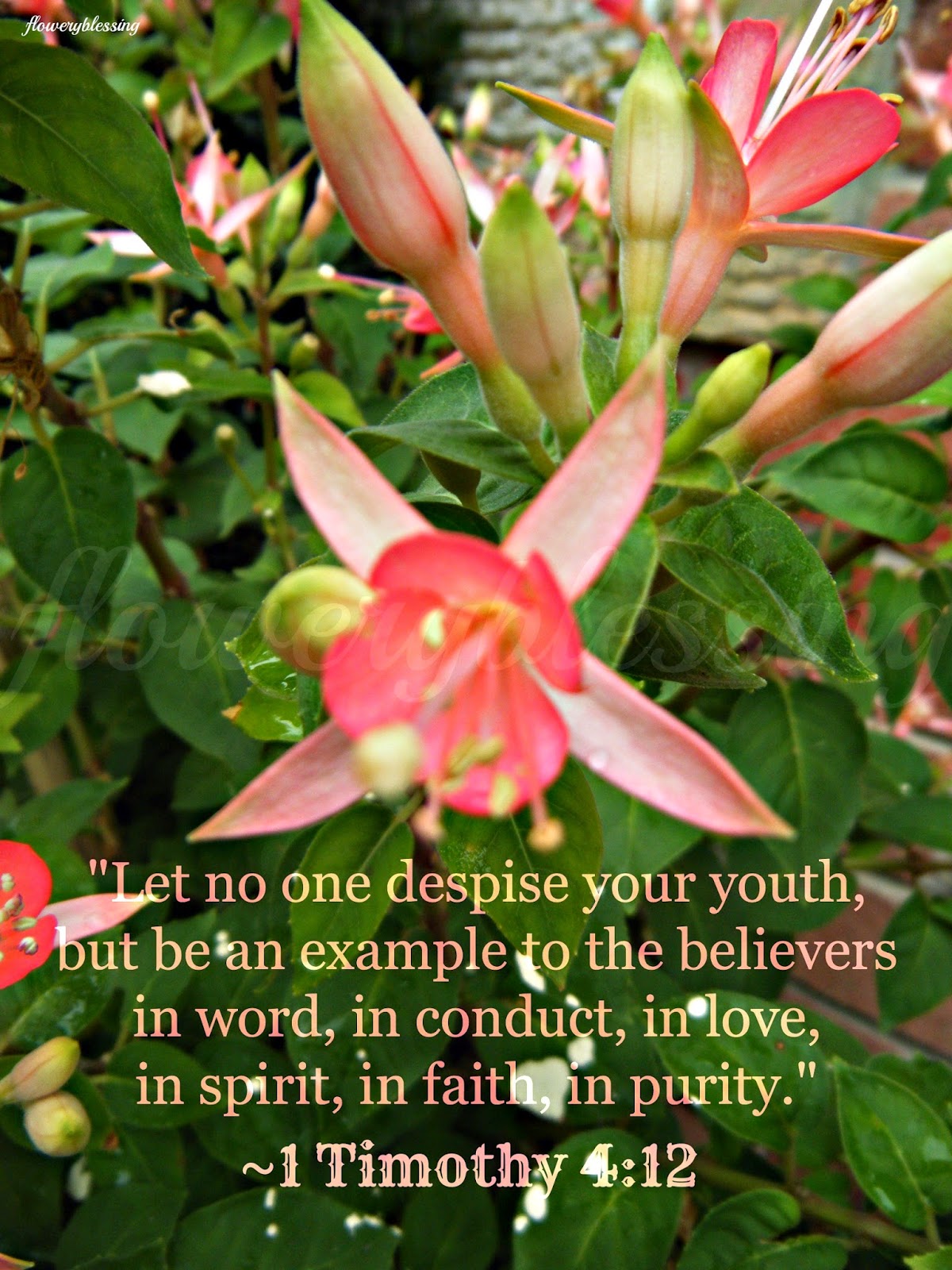 Flowery Blessing: "Let no one despise your youth, but be an example to ...