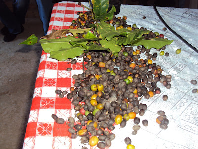 Plantaciones de café en el municipio de Enriquillo han sido diezmada por la roya